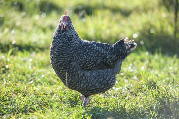 Buy French Cuckoo Marans Chicks Online - Image 2