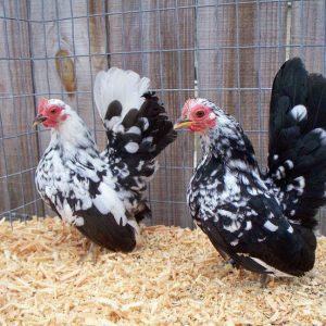 Serama Chicken for sale