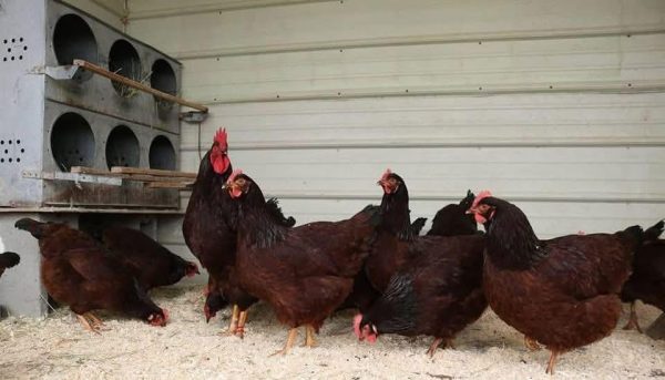 Buy Rhode Island Chikens