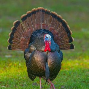 Turkey Poults for sale
